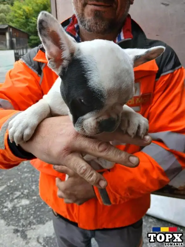 Catei de buldog francez