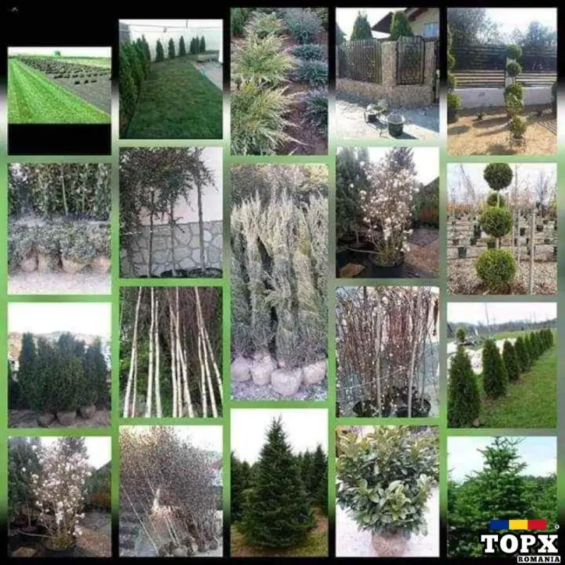 Vând  /montez/livrez piatră naturala, bolovani, gazon, plante ornamentale de orice specie