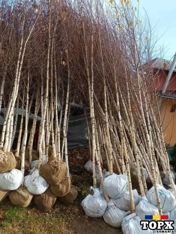 Vând  /montez/livrez piatră naturala, bolovani, gazon, plante ornamentale de orice specie - 2