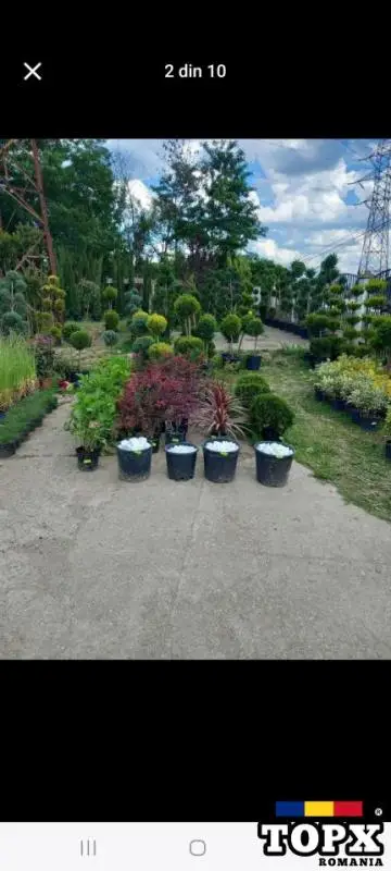 Vând  /montez/livrez piatră naturala, bolovani, gazon, plante ornamentale de orice specie - 8
