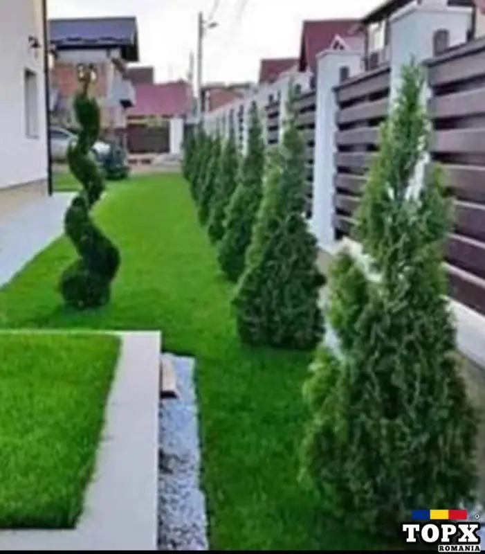 Vând  /montez/livrez piatră naturala, bolovani, gazon, plante ornamentale de orice specie - 17