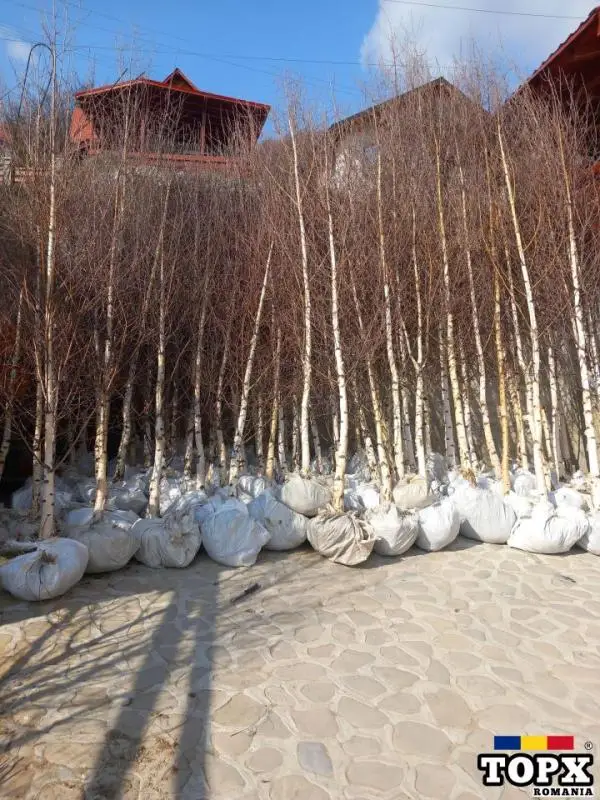 Vând  /montez/livrez piatră naturala, bolovani, gazon, plante ornamentale de orice specie - 19