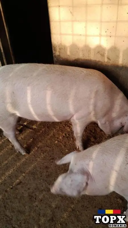 Vand porci de rasa Landrace si Marele Alb - 2