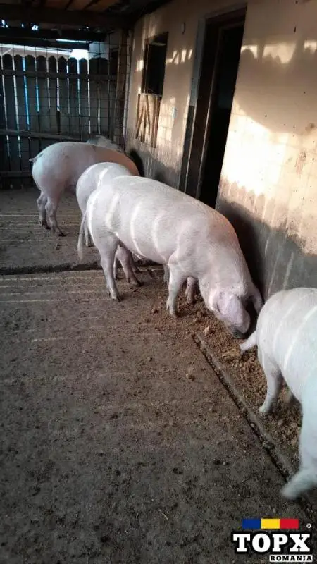 Vand porci de rasa Landrace si Marele Alb - 3