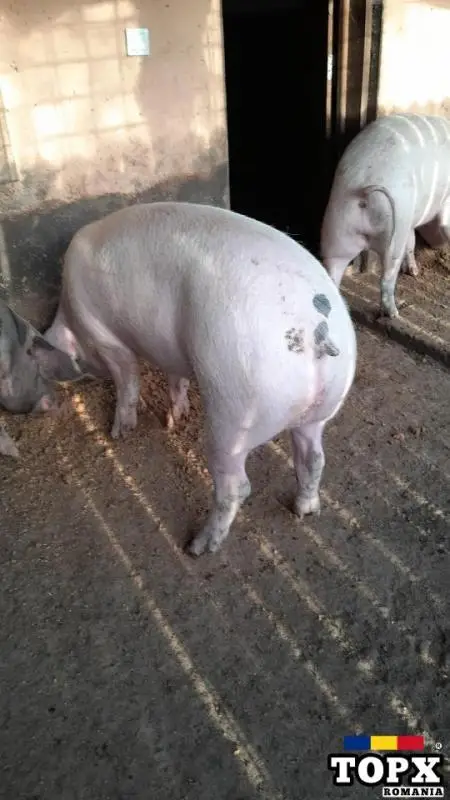 Vand porci de rasa Landrace si Marele Alb - 5