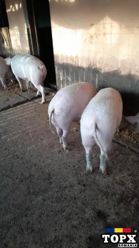 Vand porci de rasa Landrace si Marele Alb - 2