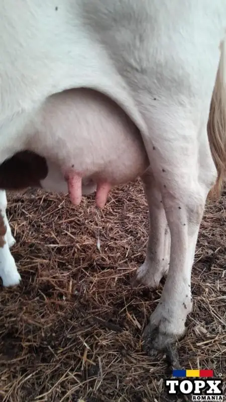 Vaca Baltata Romaneasca cu vitea de vanzare