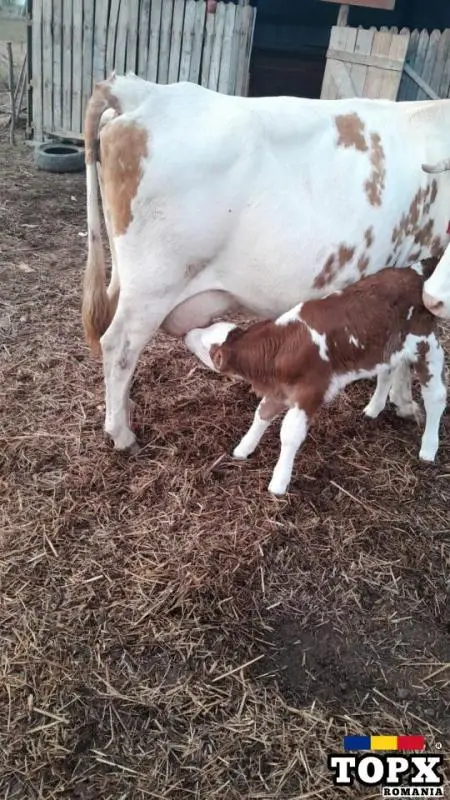 Vaca Baltata Romaneasca cu vitea de vanzare - 2