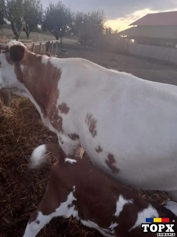Vaca Baltata Romaneasca cu vitea de vanzare - 4
