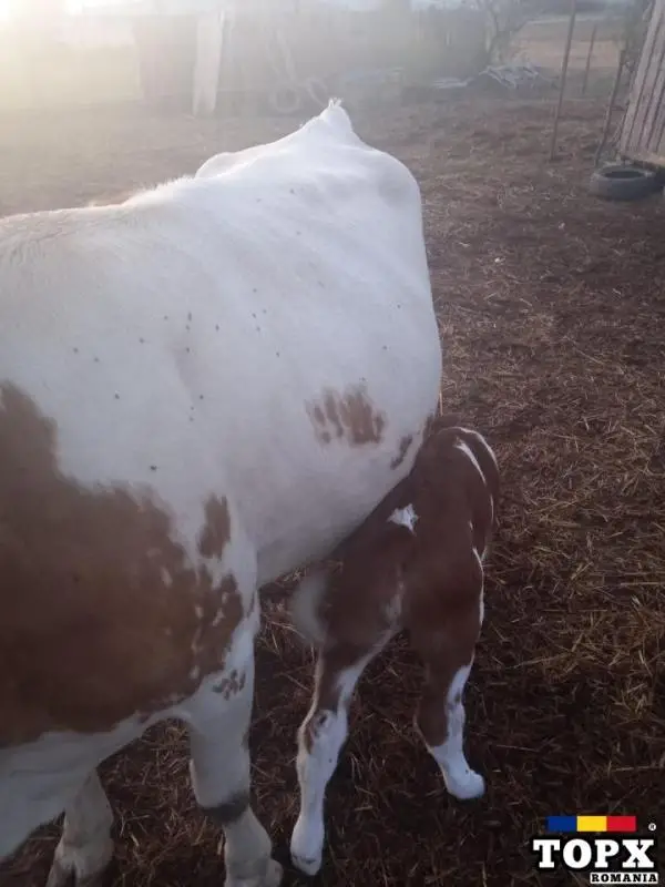 Vaca Baltata Romaneasca cu vitea de vanzare - 5