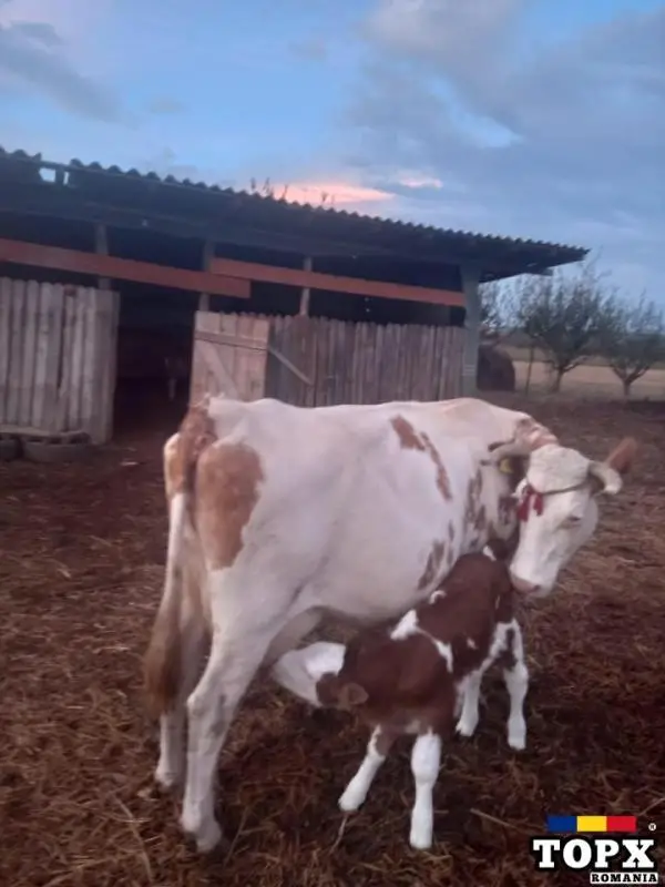 Vaca Baltata Romaneasca cu vitea de vanzare - 6