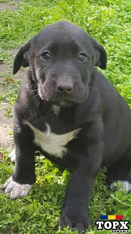 Pui,catei Ciobanesc de Asia Centrala,Alabai din caini de Top