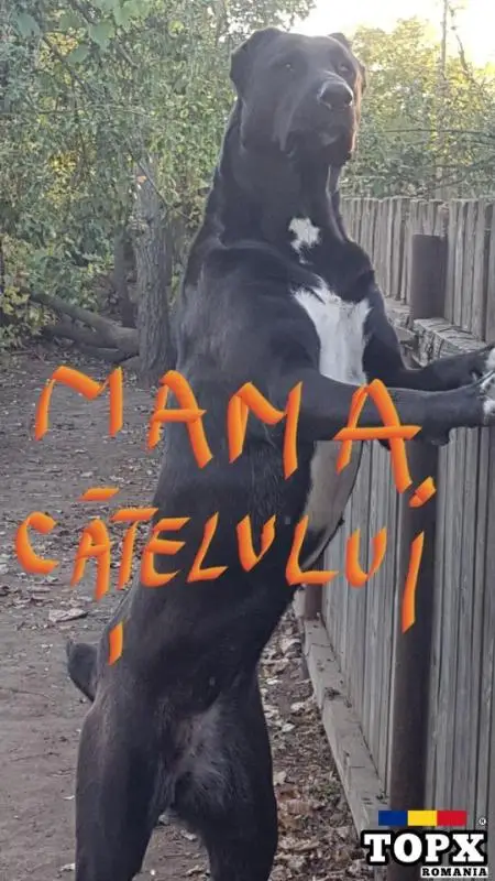 Pui,catei Ciobanesc de Asia Centrala,Alabai din caini de Top - 2