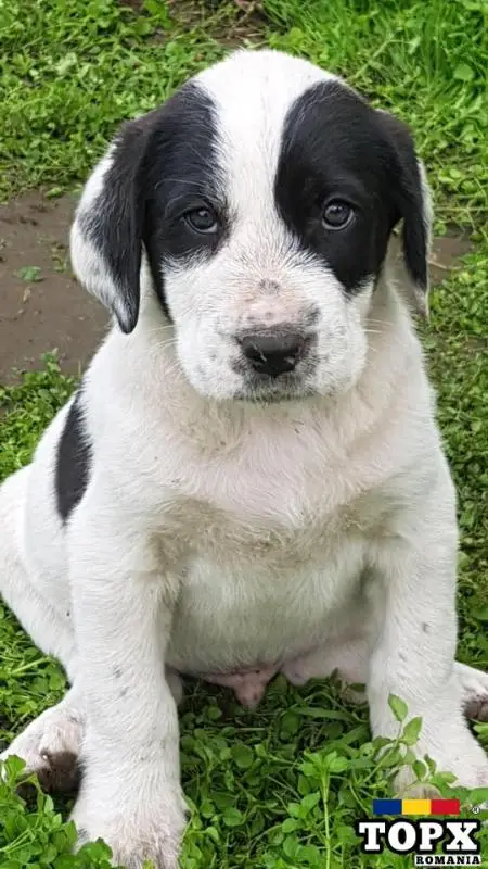 Pui,catei Ciobanesc de Asia Centrala,Alabai din caini de Top - 3