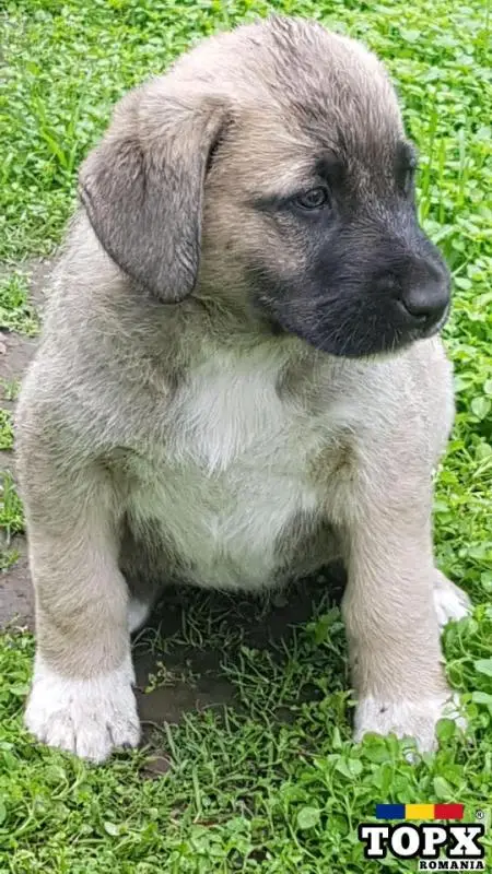 Pui,catei Ciobanesc de Asia Centrala,Alabai din caini de Top - 5