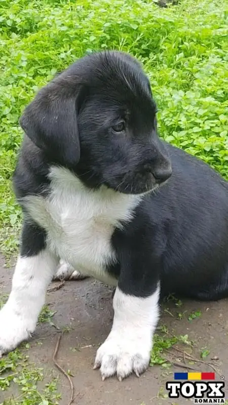 Pui,catei Ciobanesc de Asia Centrala,Alabai din caini de Top - 6