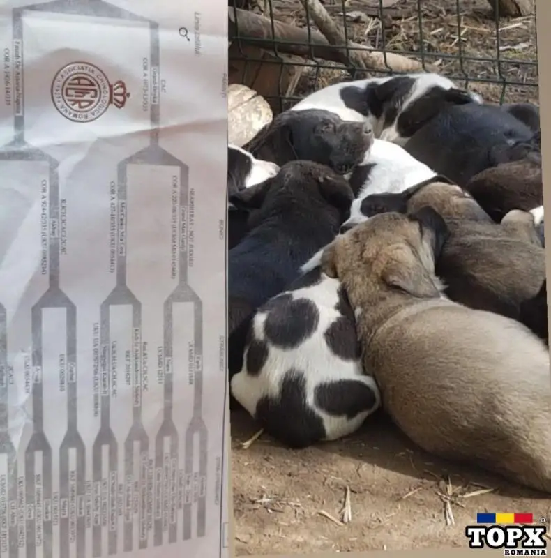 Pui,catei Ciobanesc de Asia Centrala,Alabai din caini de Top - 8