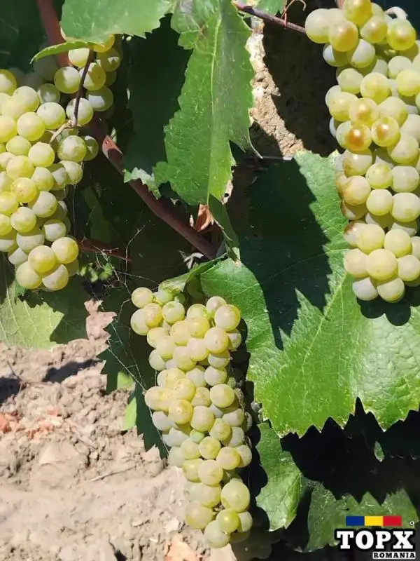 Butasi de vita de vie de anul 2