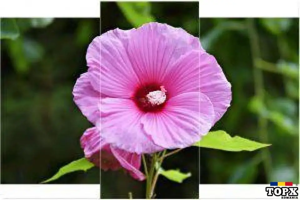 Tablouri pe pânză canvas din poza ta sau din stoc - 5