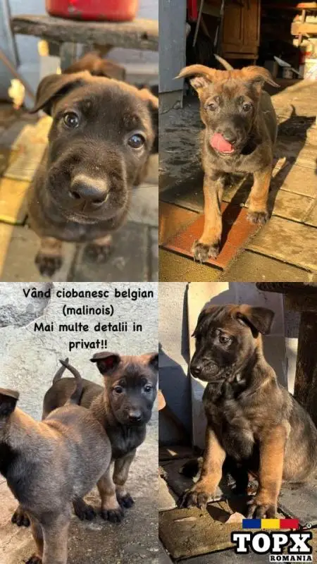 Ciobănesc belgian