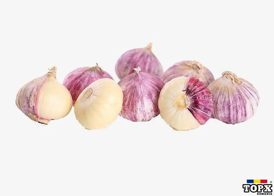 SUNFLOWER OIL SUPPLIER | tankogrouplimitedtz.com | White Corn (Maize).