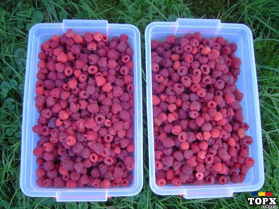 ZMEURĂ _ preluăm comenzi (2025)