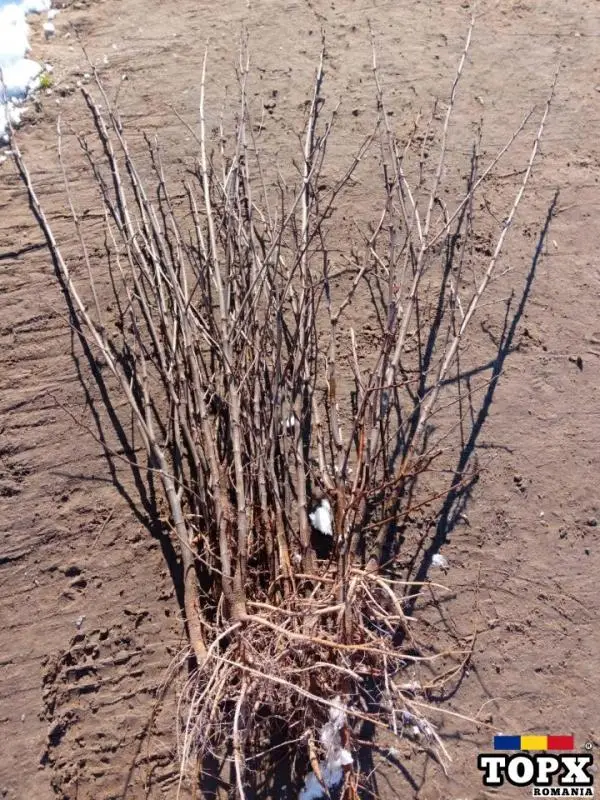 Vindem puieți de salcâm cu rădăcini foarte dezvoltate