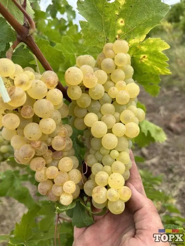 Struguri de vin productie 2023