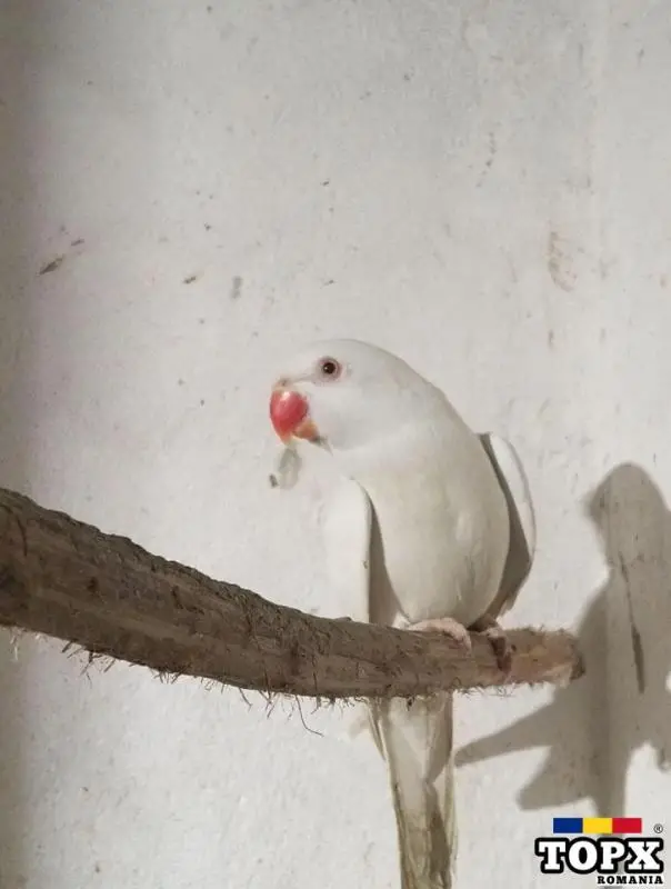 Micul Alexandru femelă