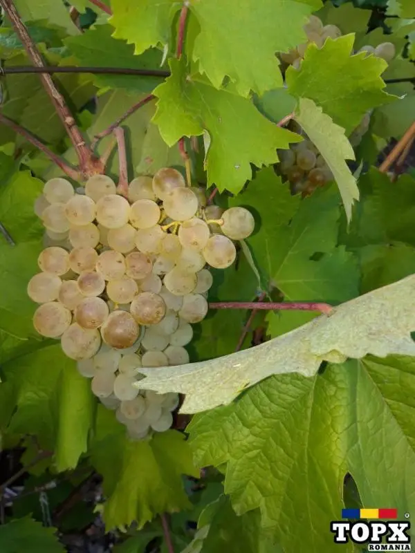 Struguri albi pentru vin nobil