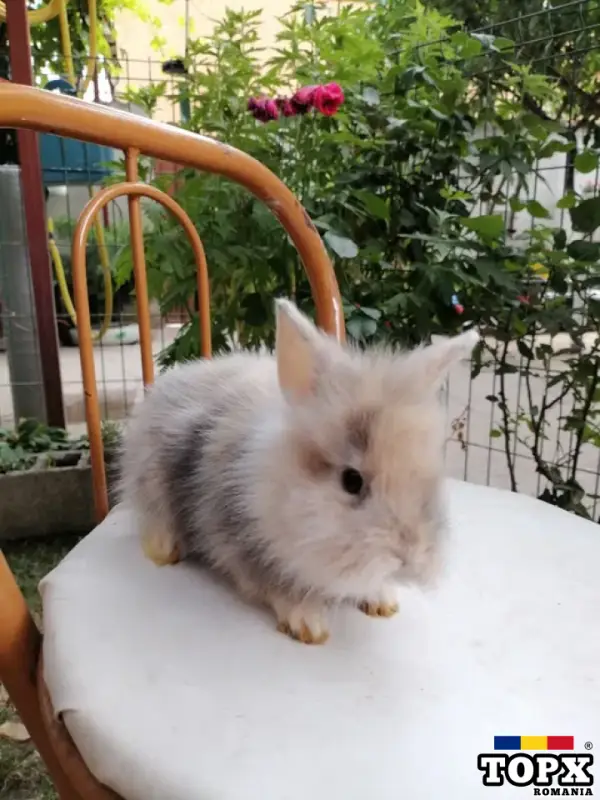 Iepurași cap de leu