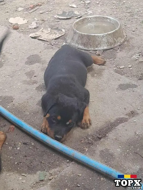 Pui de rottweiler