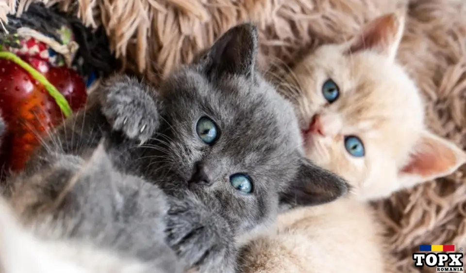 Pisicuțe britanice cu păr scurt Gata de plecare