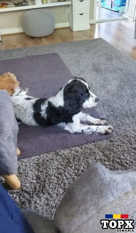 Pui Cocker Spaniel. Afișează tipul.