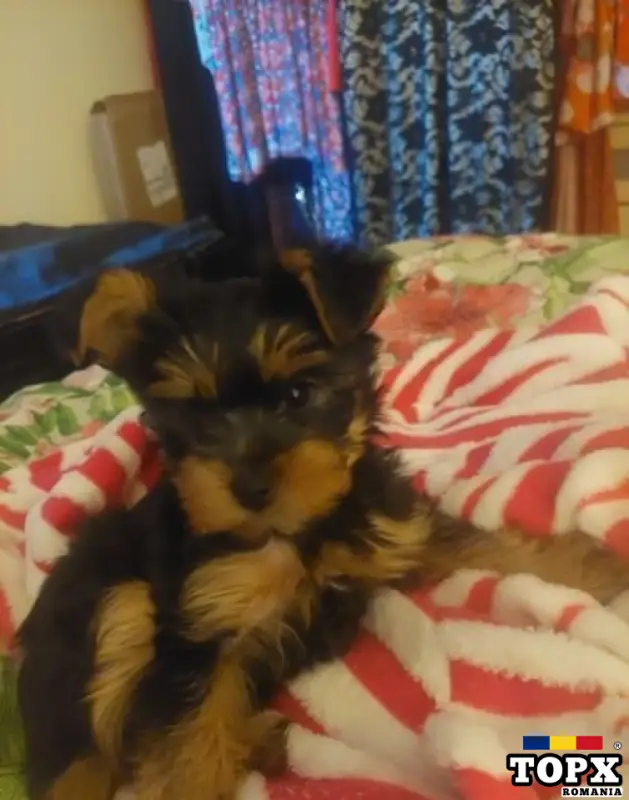 De vânzare cățeluși miniaturi de yorkshire