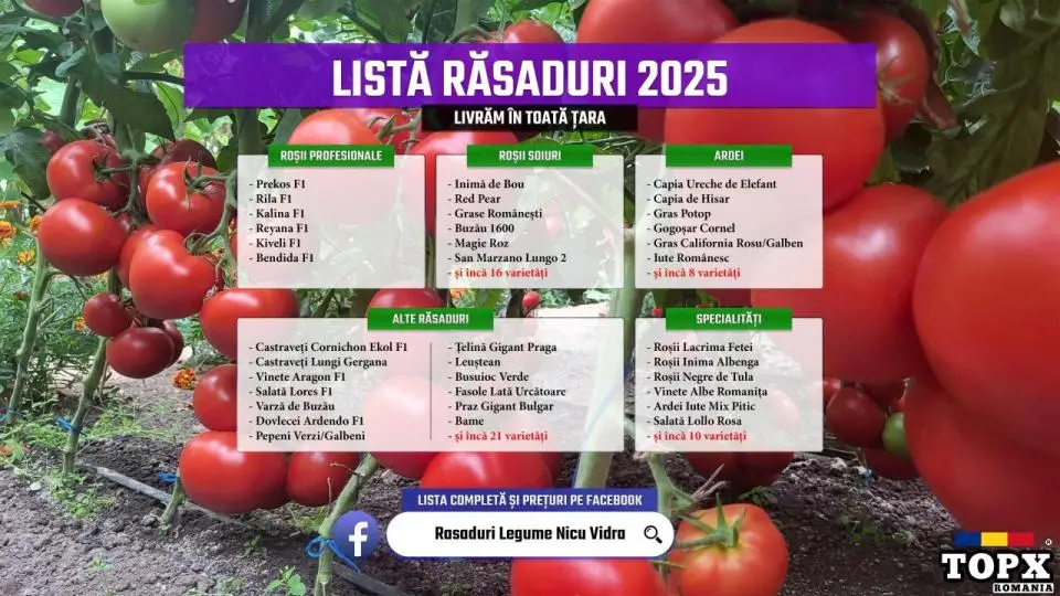 Vand Rasad Rosii Ardei Vinete Castraveti Telina | Rasaduri Legume 2025