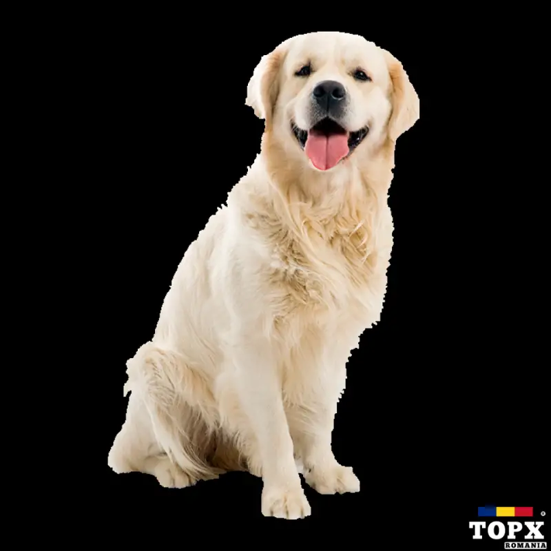 Consultatii veterinare sector 4