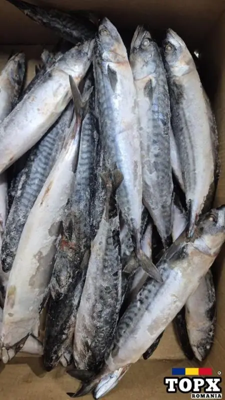 Macrou Congelat IQF Spania