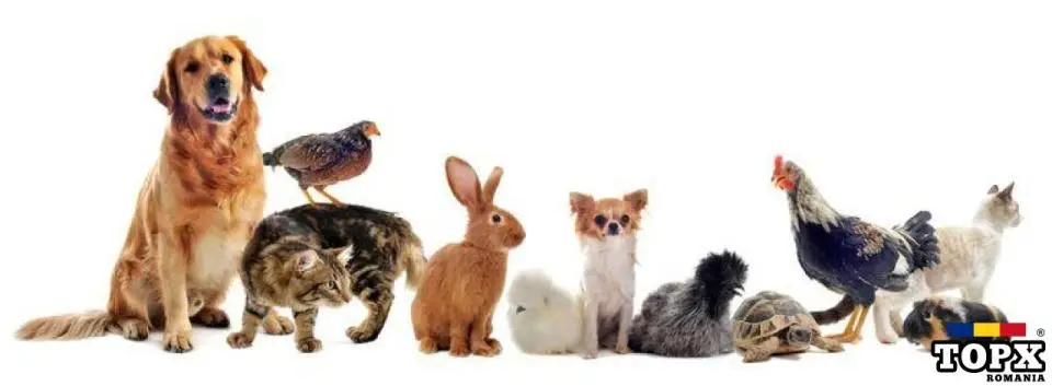 Hotel animale Dalgi-Vet Bucuresti