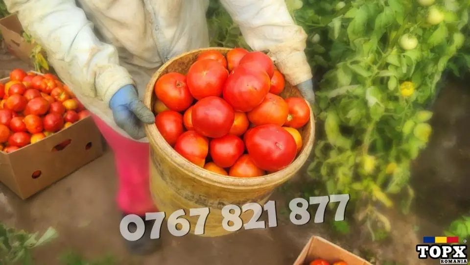 Rasad Legume | Rasaduri Rosii Castraveti Vinete Ardei Aromatice