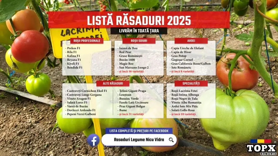 Rasaduri | Rasad rosii romanesti si hibrizi ardei vinete castraveti