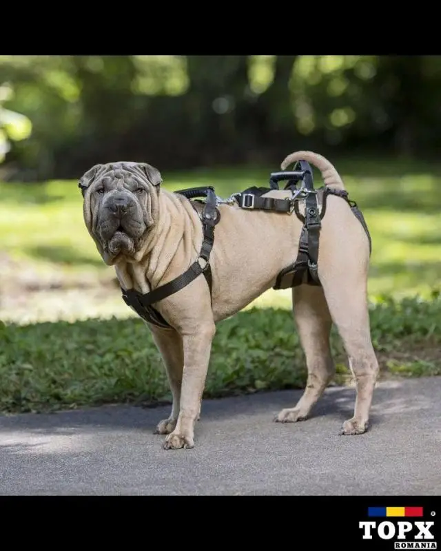 Ham de ridicare caine PetSafe, față și spate - NOU