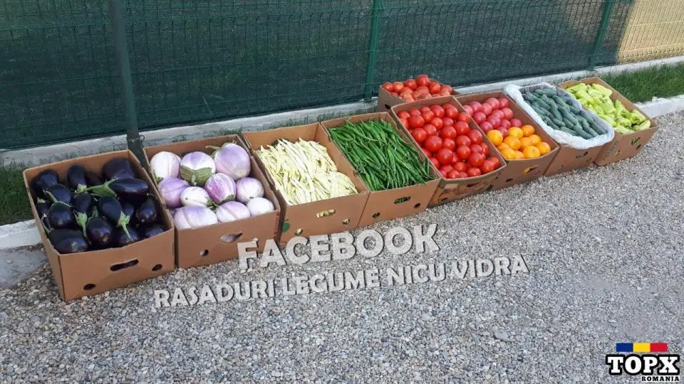 Rasad tomate, rosii, castraveti, ardei, vinete, varza - rasaduri 2025