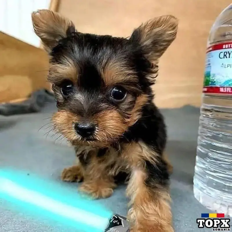 Căței Yorkshire Terrier