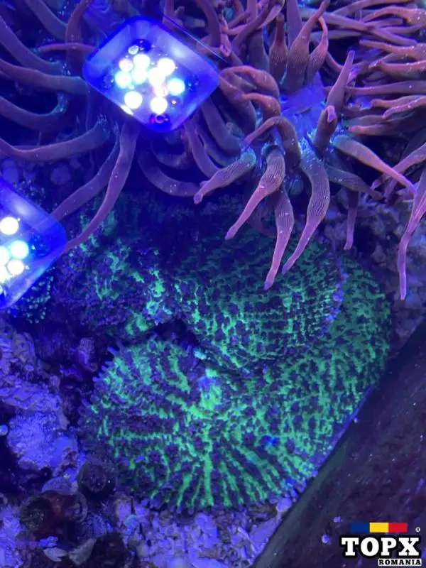 vand corali acvariu marin