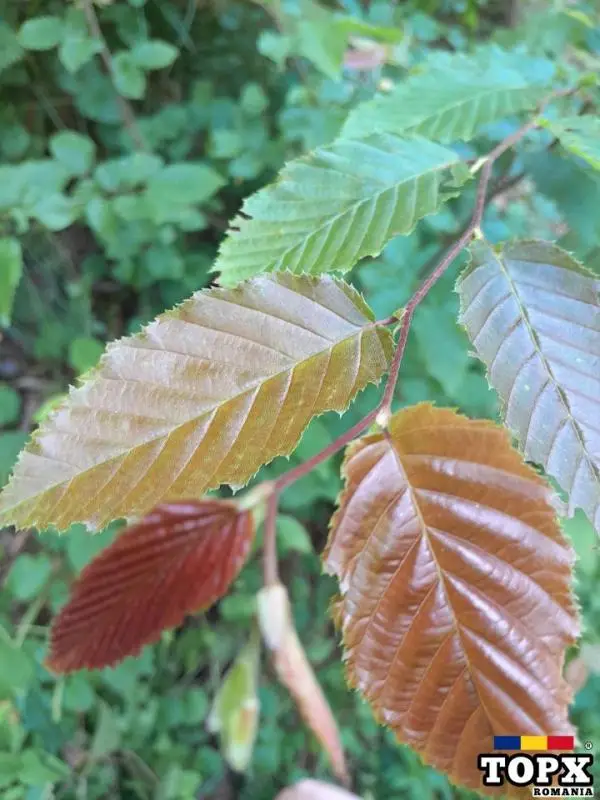 CAZARE SUPERBA HOTEL COCHET