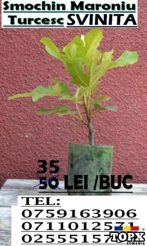 Smochin la Ghiveci.  Soi :Maroniu Turcesc Svinita