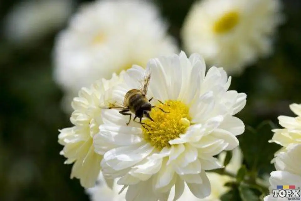 job on internet / acasa