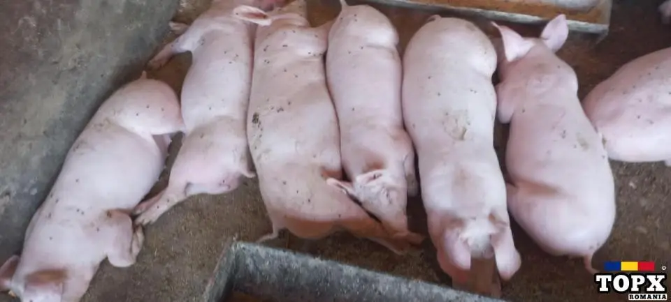 Purcei crescuți în gospodărie