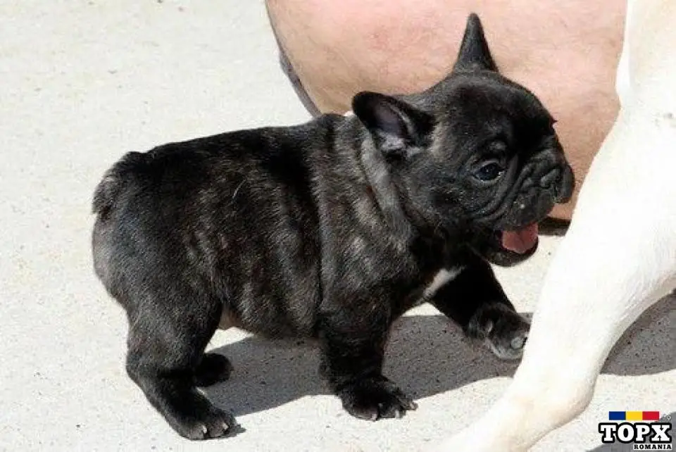 Bulldog Francez,